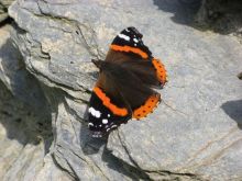 IMG_2728 IMG_2728