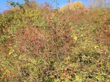 IMG_1694 IMG_1694