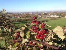 IMG_1709 IMG_1709