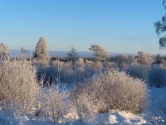 IMG_2387